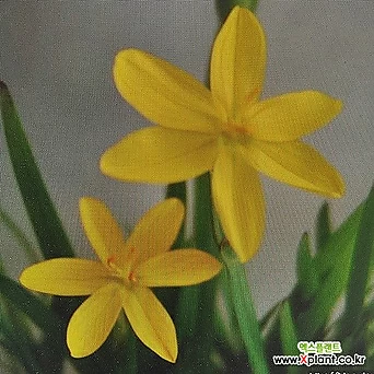 노랑등심붓꽃 1