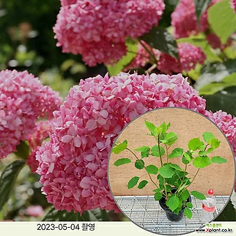 월동수국 핑크아나벨 20cm포트 정원수 조경수 꽃과정원이야기 1