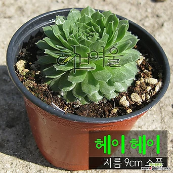 [허브여울바위솔] 헤이헤이 (노지월동) 지름 9cm 소품 다육화분 1