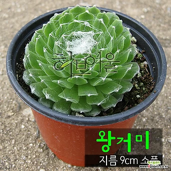 [허브여울바위솔] 왕거미 (바위솔/노지월동) 지름 9cm 소품 다육화분 1