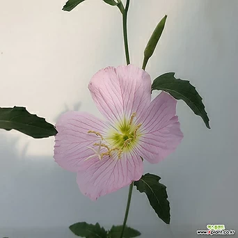 향달맞이꽃(핑크,랜덤) 1