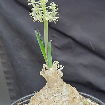희귀구근 Urginia undulata 1