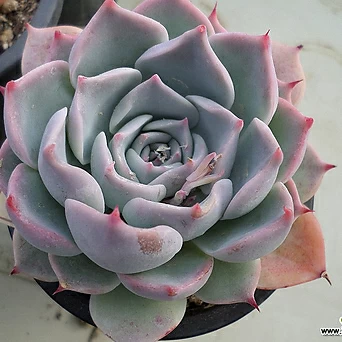 Echeveria still 1