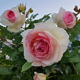 프랑스장미.특대품.에덴로즈85.묘목.피에르 드 롱샤르.rose 진한향기.예쁜분홍색.꽃송이가 큼.넝쿨장미. 1