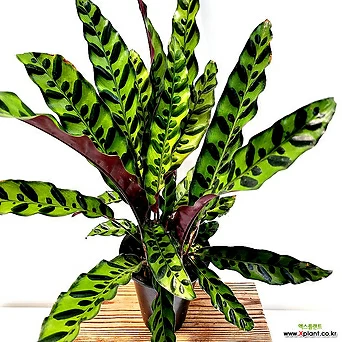 인시그니스 칼라데아 중품 부부초 반전식물 키우기쉬운식물 공기청정 수입 무늬 희귀 1