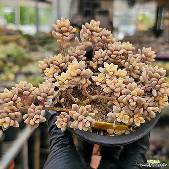 Graptopetalum Mirinae  -Unable to ship out of the country 1