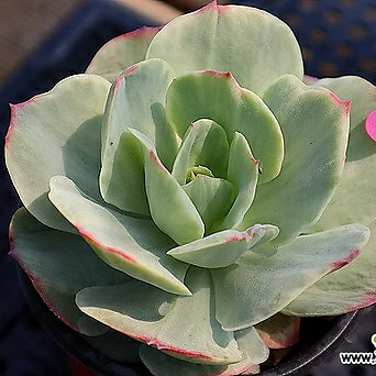 Echeveria Mocha 1