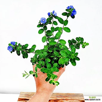 아메리칸블루 소품 파란꽃 야생화 꽃식물 사계절꽃 감성식물 1