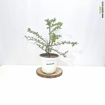 은행조팝나무_쟈스민식물 1