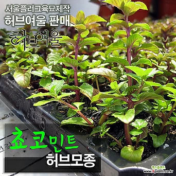 [허브여울모종] 쵸코민트 모종 10개 (식용허브티/노지월동) - 서울육묘생산 정품모종 1