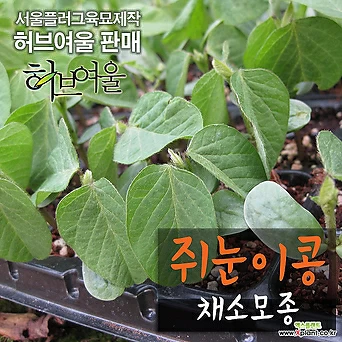 [허브여울모종] 쥐눈이콩모종(서목태/약콩) 2개 1600원 - 서울육묘생산 정품모종 1