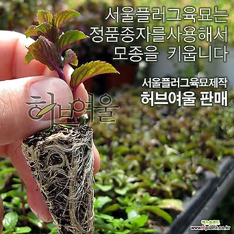 [허브여울모종] 쵸코민트 모종 50개 (식용허브티/노지월동) - 서울육묘생산 정품모종 1