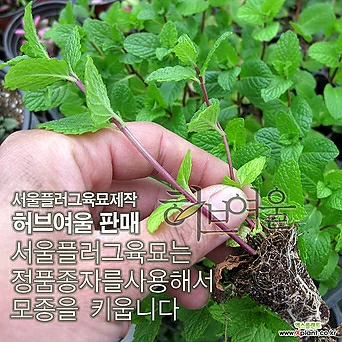 [허브여울모종] 스피아 민트 모종 10개 (식용허브티/노지월동) - 서울육묘생산 정품모종 1