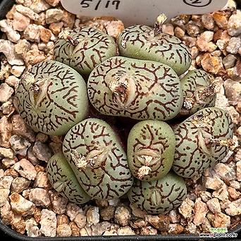 Conophytum Wittebergense Succulents - Xplant