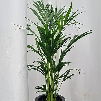 서비내 아레카야자 중대품 전체높이 약 80cm 공기정화식물 반려식물 인테리어 플랜테리어 1