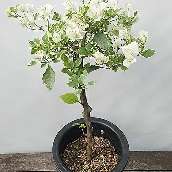 무늬 부겐빌레아 ( 흰색꽃 , 70-80cm ) 1