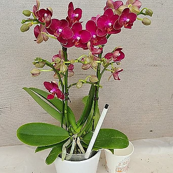 Phalaenopsis ........ 1