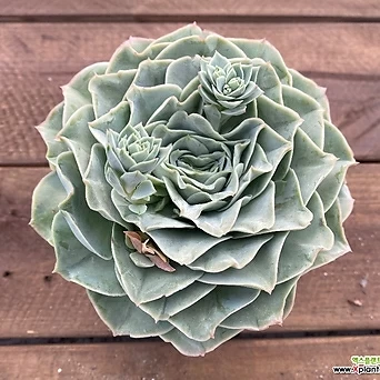 Echeveria Soyul 1