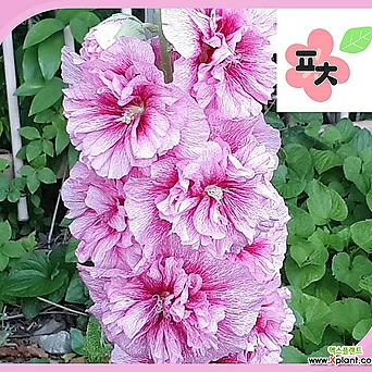 겹접시꽃 분홍 씨앗(20립) -종자씨앗 1
