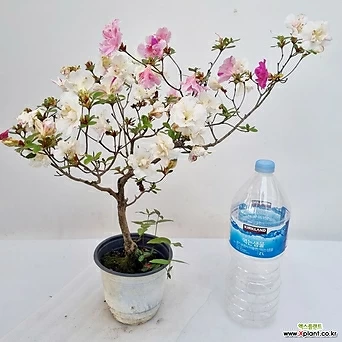 Rhododendron schlippenbachii 1