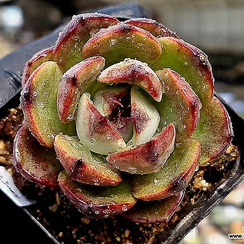 Echeveria Spicy 1