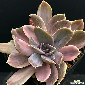 Echeveria cv Peale von Nurnberg 1