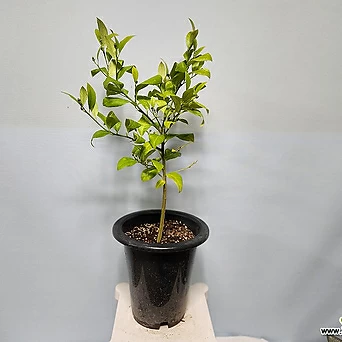오리지널레몬나무/왕레몬나무 1