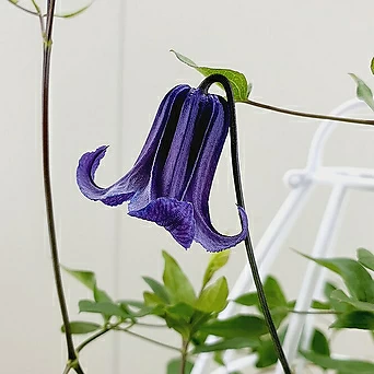 Clematis terniflora var. mandshurica (Rupr.) Ohwi 1