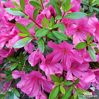 [진아플라워] 핑크꽃이 피는 철쭉 연산홍 분재 270 화원 농원 1