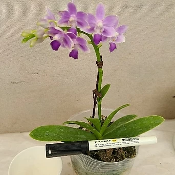 Phalaenopsis ....... 1