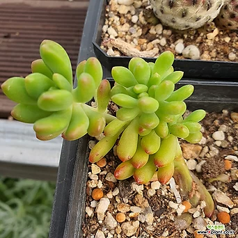 Sedum corynephyllum 50 . 1