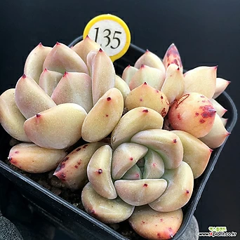 샤르먼군생 분리될수있어요 1
