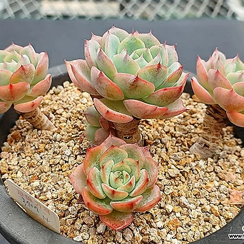 Echeveria zahnii 1