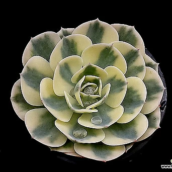 Echeveria Lenore Dean 1