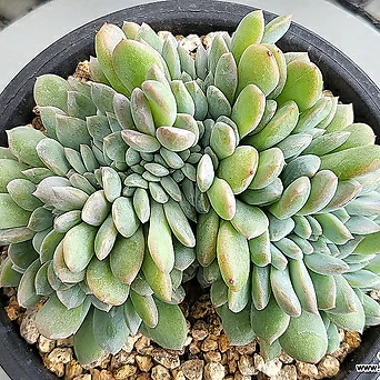 Echeveria cv Laulindsayana Monroe 1