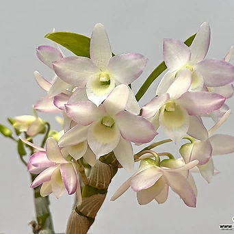 (한정특가)덴드로비움 교배종(헐코글로섬x포켓러브)꽃대 실생묘 희귀난 인테리어식물 1