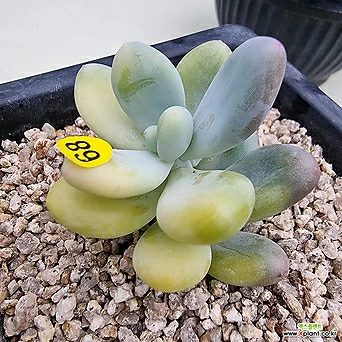 Pachyphytum cv mombuin 527 1