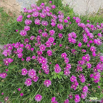 528 노지월동한.송엽국.랜덤 (석축사이 멋져요 1