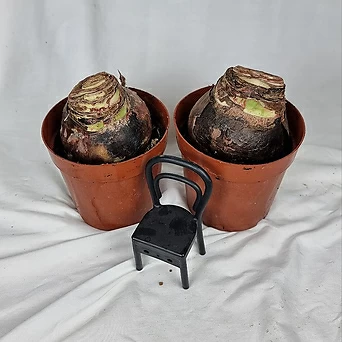서비내 아마릴리스 화분구근  amaryllis (색 랜덤) 구근식물 화단식물 노지식물 플랜테리어 1
