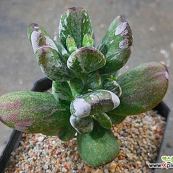 Cotyledon orbiculata cv variegated X052807 1