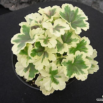 Pelargonium(Geranium) 0528 1