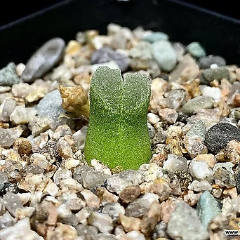 Conophytum devium ssp.stiriiferum(코노 데비움 스트리퍼룸2.26) 1