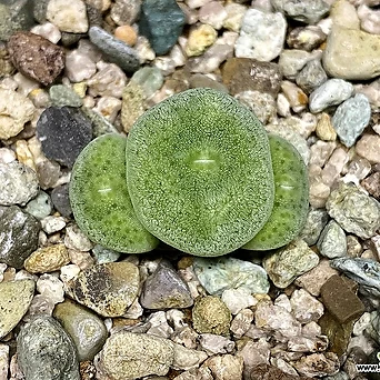 Conophytum ernstii ssp.cerebellum PVB.10043-3두(언스티 쎄레벨룸5.28) 1