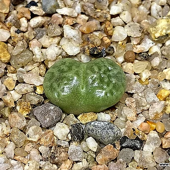 Conophytum roodiae ssp. corrugatum(코노 루디아에 코루가툼5.28) 1