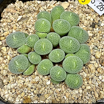 Conophytum taylorianum ernianum PVB.9478-28두(코노피튬 털 테일러5.28) 1