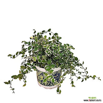 푸미라 중품 푸밀라 공기정화 키우기쉬운식물 넝쿨식물 미니화분 10 1