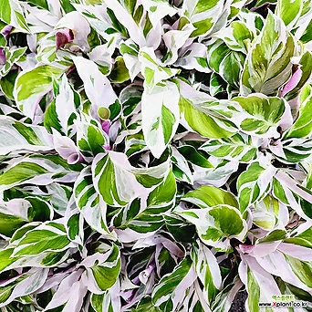 꽃나무드림 칼라데아 퓨전화이트 소품 무늬 고급식물 희귀 공기정화 반려식물 1