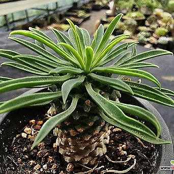 Euphorbia hypogaea 6173 1