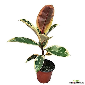 수채화고무나무 소품 공기정화식물 반려식물 루비수채화고무나무 05 1