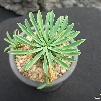 Euphorbia hypogaea 0601 1